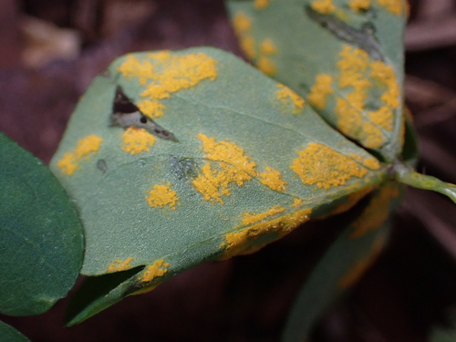 Puccinia oxalidis observed 2026-04-19