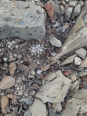 Ariocarpus kotschoubeyanus