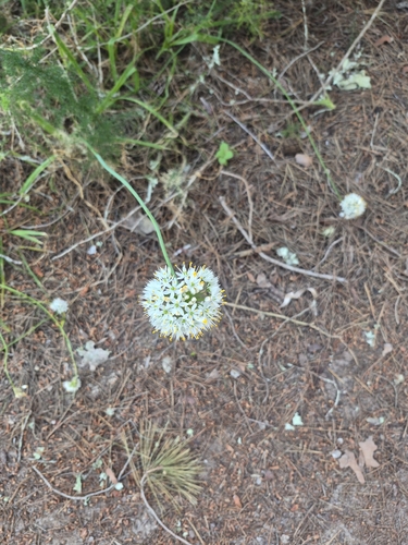 Allium subvillosum