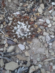 Ariocarpus kotschoubeyanus