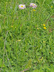 Tanacetum coccineum