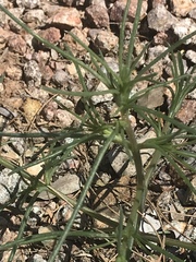 Salsola tragus