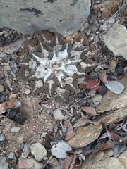 Ariocarpus kotschoubeyanus