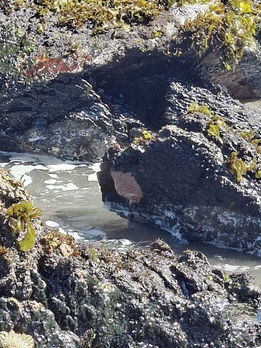 Sun star (Heliaster helianthus) recorded in the Infiernillo intertidal zone, Pichilemu