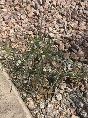 Salsola tragus