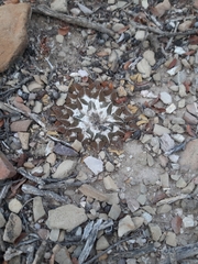 Ariocarpus kotschoubeyanus