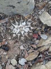 Ariocarpus kotschoubeyanus