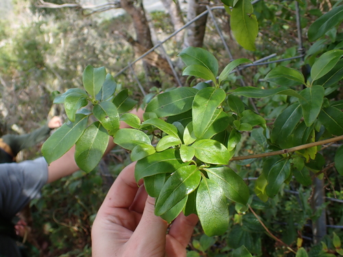 Coprosma foliosa observed 2026-04-19