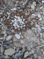 Ariocarpus kotschoubeyanus