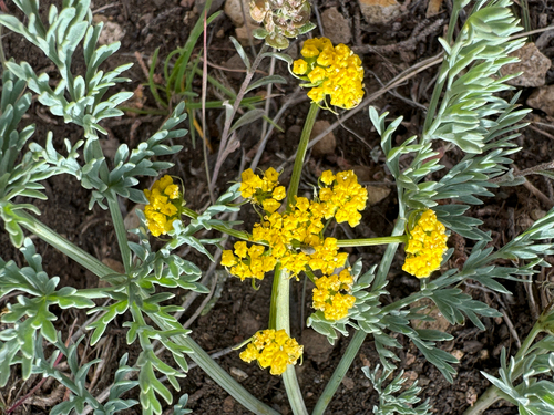 Lomatium donnellii, 2026-04-19