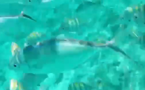 Caranx ruber