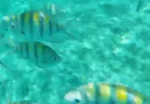 Abudefduf saxatilis