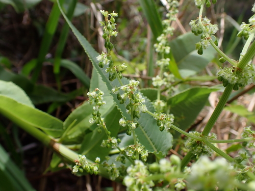 Rumex albescens observed 2026-04-19