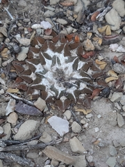 Ariocarpus kotschoubeyanus