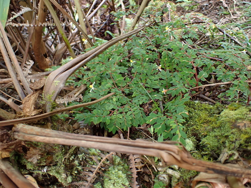 Begonia foliosa observed 2026-04-19