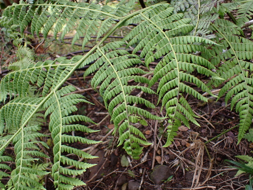 Cibotium chamissoi