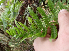 Cibotium chamissoi, photograph (c) Neal Kelso, some rights reserved (CC BY)