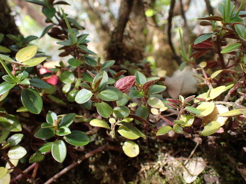 Peperomia cookiana