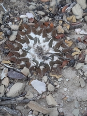 Ariocarpus kotschoubeyanus