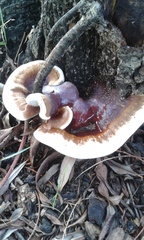 Ganoderma lucidum