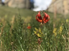 Lilium pumilum