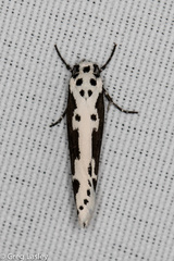 Ethmia semilugens