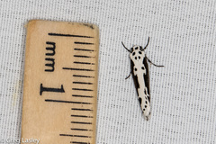 Ethmia semilugens