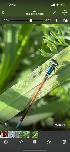 Ischnura inarmata