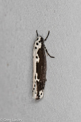 Ethmia semilugens