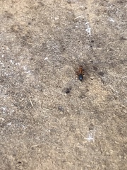 Camponotus