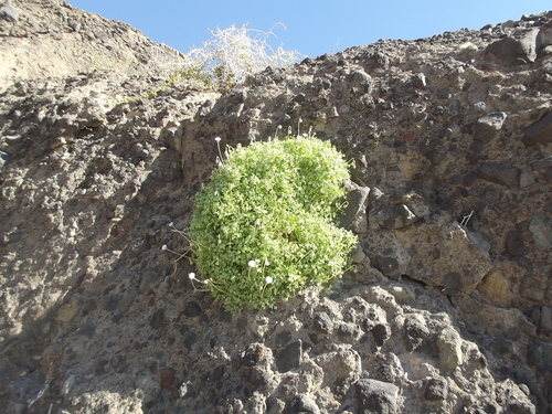 Hofmeisteria fasciculata
