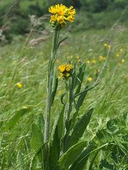 Tephroseris integrifolia