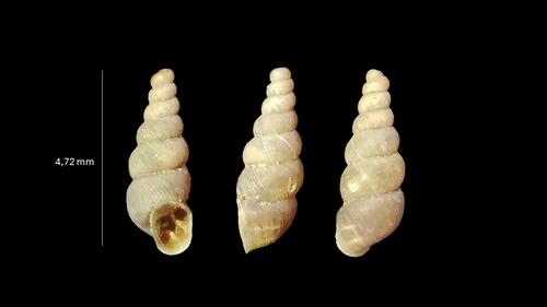 Rupestrella rhodia