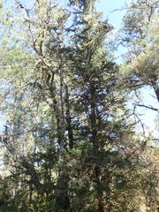 Cupressus pygmaea