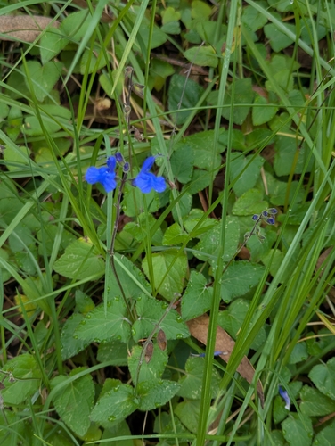 Salvia scutellarioides, photograph 3