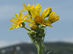 Tephroseris integrifolia