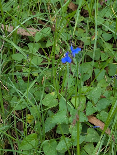 Salvia scutellarioides, photograph 4
