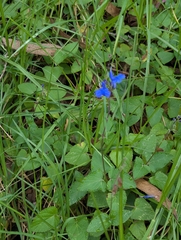 (c) Sebastián Ordóñez, some rights reserved (CC BY) Salvia scutellarioides, photograph (c) Sebastián Ordóñez, some rights reserved (CC BY)