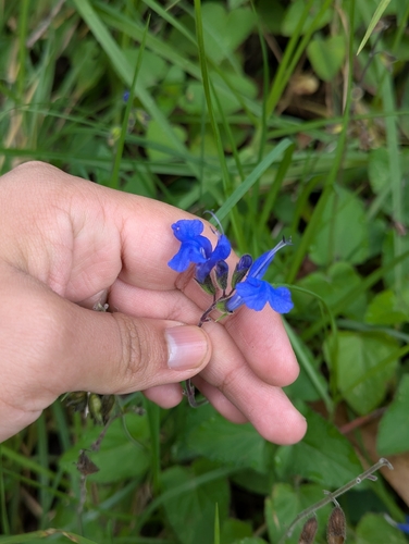 Salvia scutellarioides, photograph 5