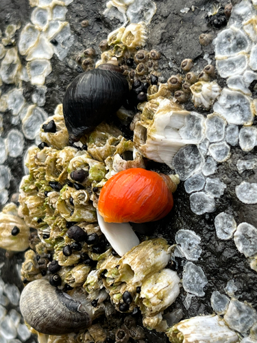 Nucella ostrina