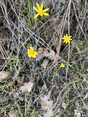 Crocidium multicaule
