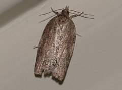 Meritastis laganodes