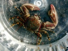 Petrolisthes cinctipes