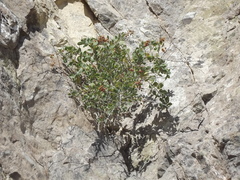 Stegnosperma halimifolium