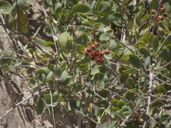Stegnosperma halimifolium