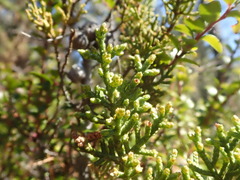 Cupressus pygmaea