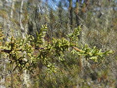Cupressus pygmaea