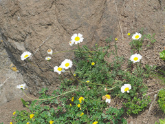 Anthemis cretica iberica