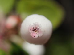 Arctostaphylos nummularia