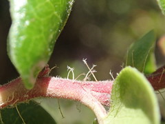Arctostaphylos nummularia